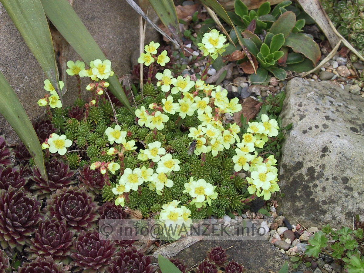 Saxifraga kabschia.JPG